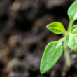 foster growth