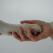 animal-assisted therapy programs