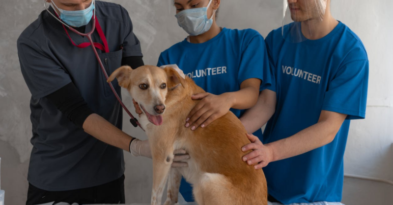 animal cruelty prevention donations