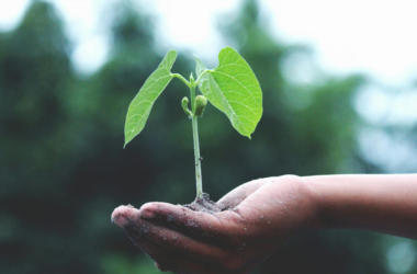 climate action education workshops