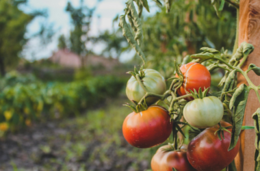 local farm to school program