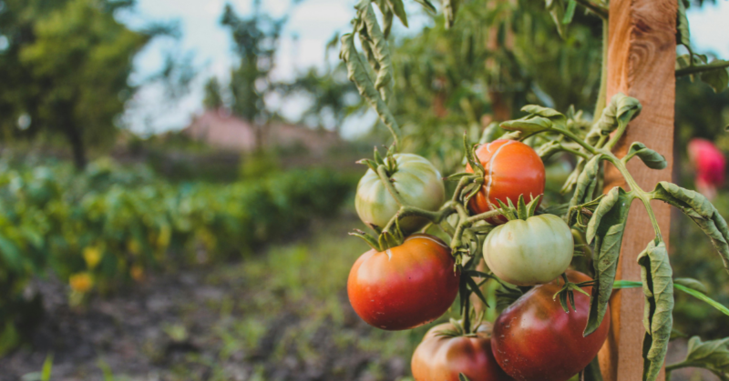 local farm to school program