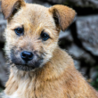 pet adoption