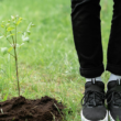 urban tree-planting projects