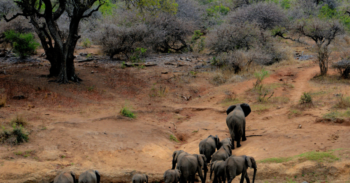 Reviving Nature: The Power of Wildlife Habitat Restoration Projects ...