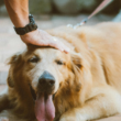 emergency pet care fundraiser