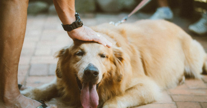 emergency pet care fundraiser