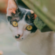 local animal welfare awareness