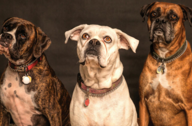 veteran service dog training