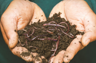 community composting education