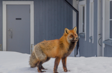 urban wildlife habitat protection