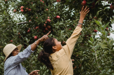 urban community gardens