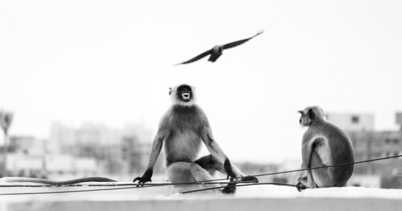 urban wildlife rescue and rehabilitation