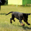 veteran service dog training