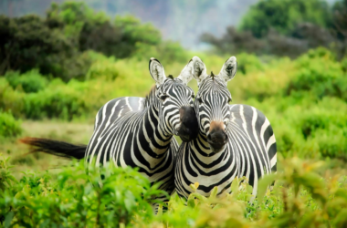 wildlife conservation and habitat restoration