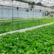 community-led-food-support-fund