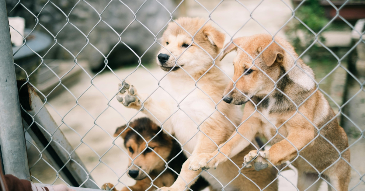 Pups Rescue Help Saving Paws in Times of Crisis Through Rescue and Support - Donate-ng Blog