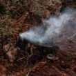 reforestation after wildfire destruction