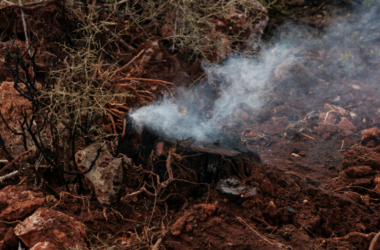 reforestation after wildfire destruction