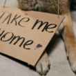 community animal rescue ambulances