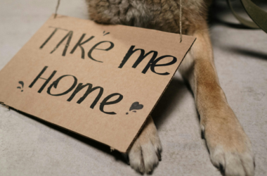community animal rescue ambulances