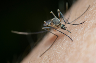 support mosquito control initiatives in rural areas